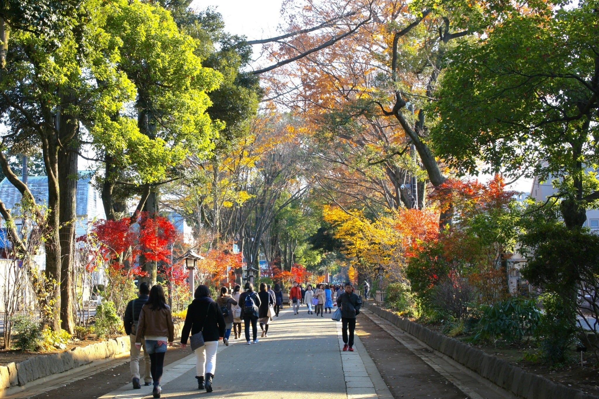 第一弾:武蔵一宮氷川神社参道 緑化活動・土壌改良プロジェクト